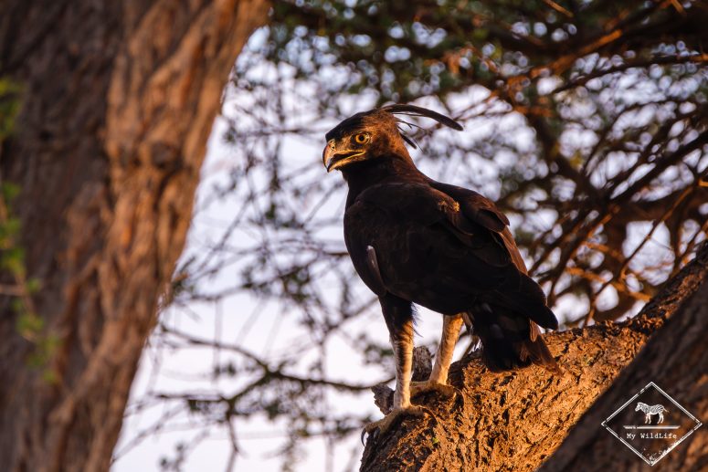 Aigle huppard, Parc national Meru