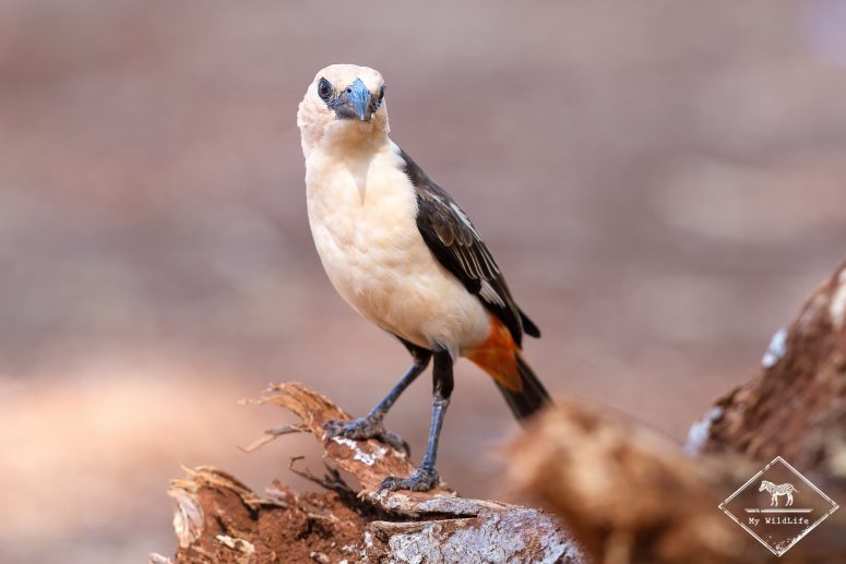 Alecto à tête blanche, Parc national Meru