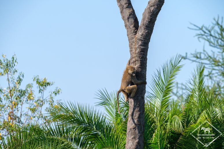 Babouin, Parc national Meru