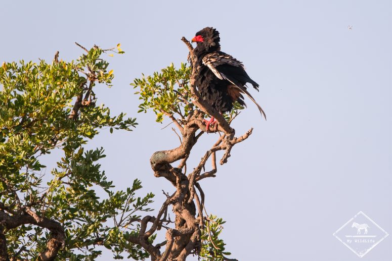 Bateleur, Parc national Meru