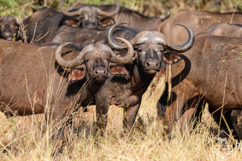 Buffles, Parc national Meru