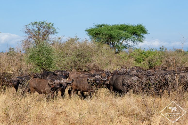 Buffles, Parc national Meru