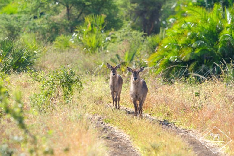 Cobes à croissant, Parc national Meru