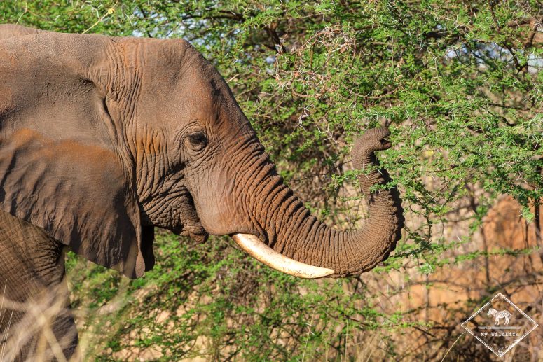 Babouin, Parc national Meru