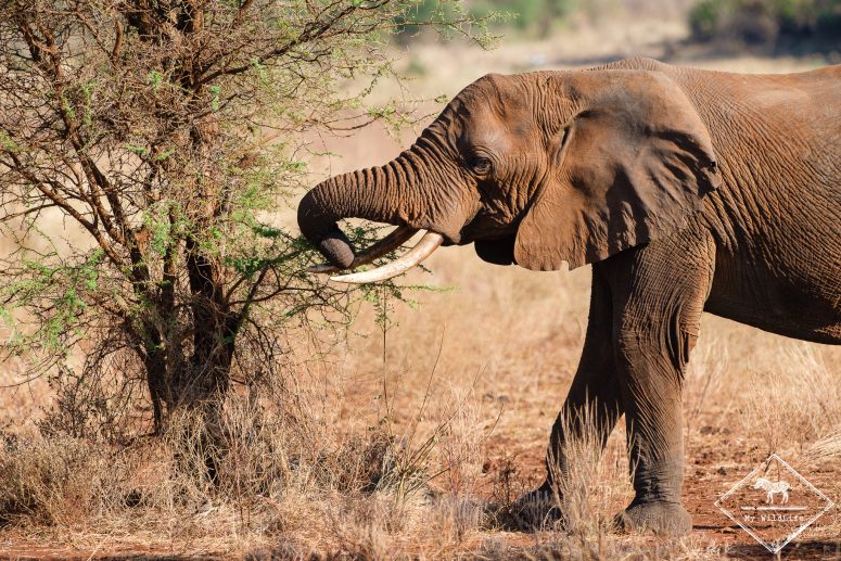 Eléphant, Parc national Meru