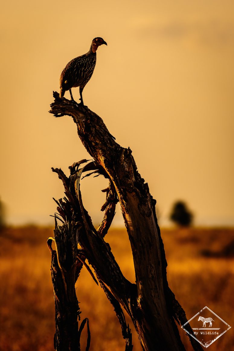 Francolin à cou jaune, Parc national Meru