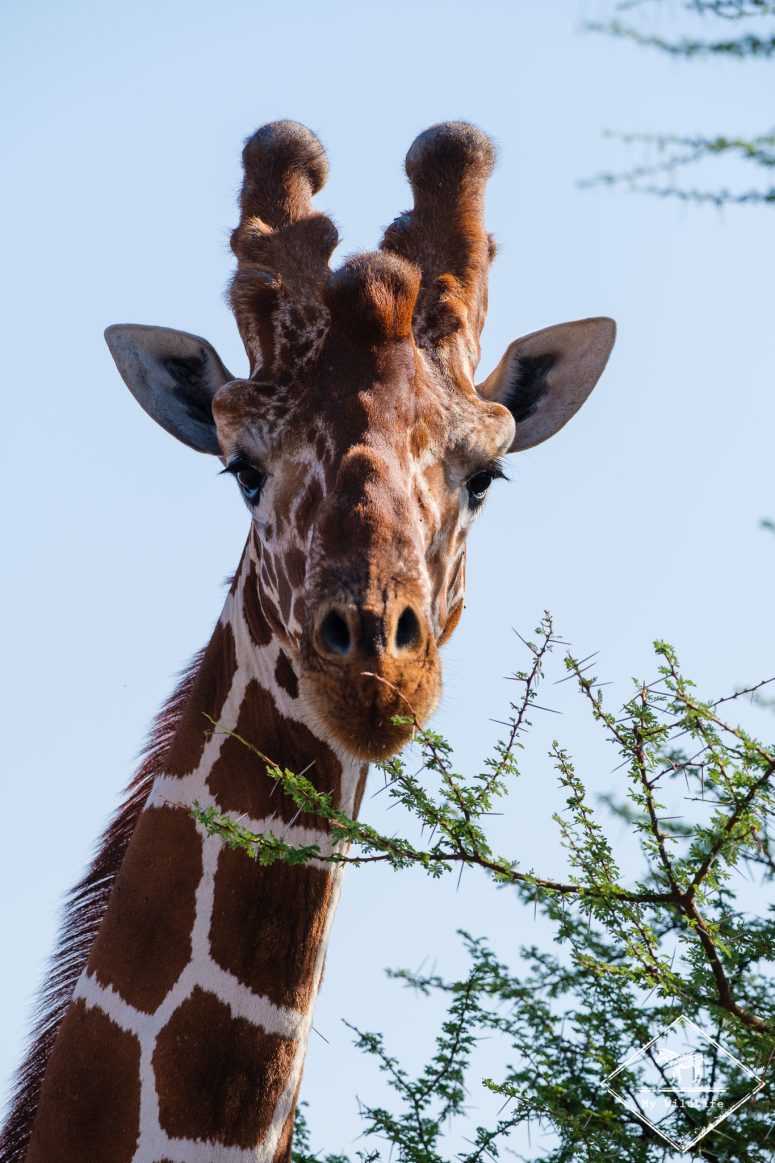 Girafe réticulée, Parc national Meru