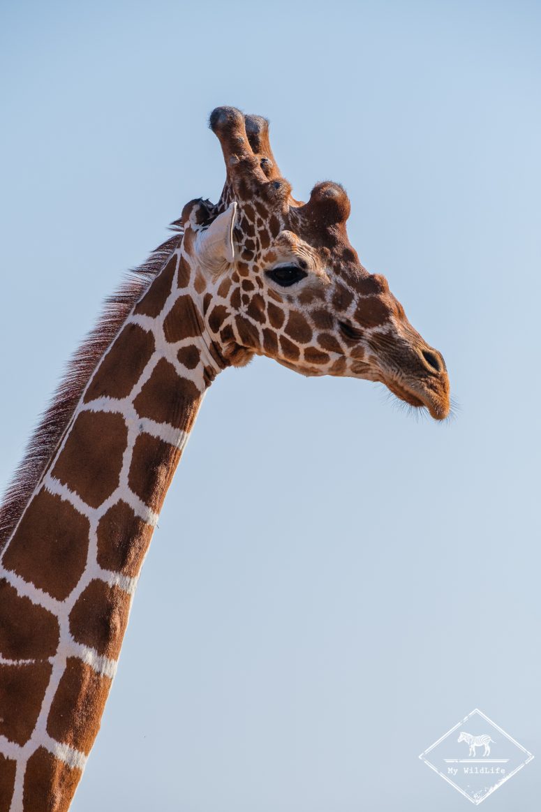 Girafe réticulée, Parc national Meru