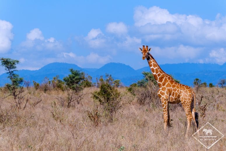 Girafe réticulée, Parc national Meru