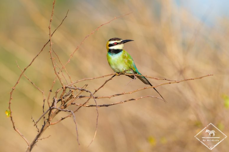 Guêpier à gorge blanche, Parc national Meru