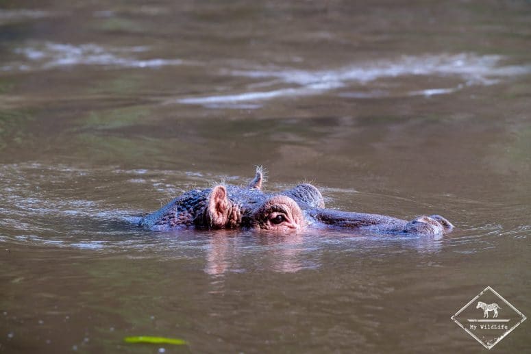 Hippopotame, Parc national Meru