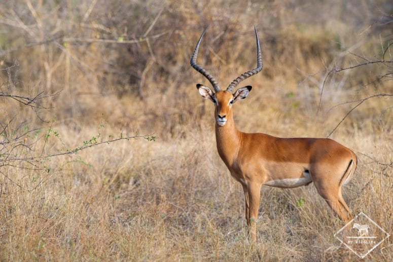 Impala, Parc national Meru