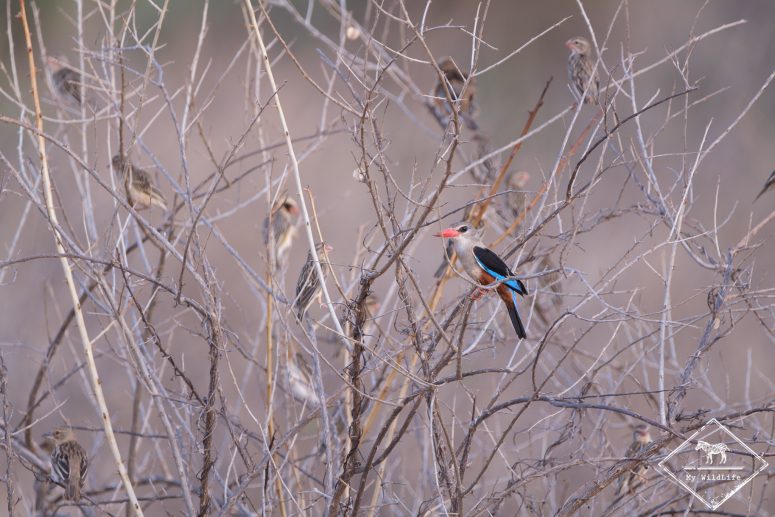 Martin-chasseur à tête grise, Parc national Meru