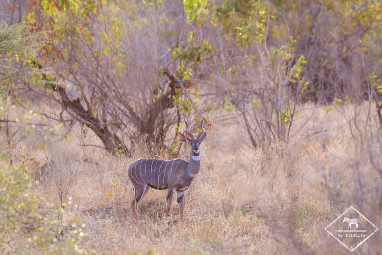 Petit koudou, Parc national Meru