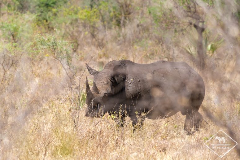 Rhinocéros blanc, Parc national Meru