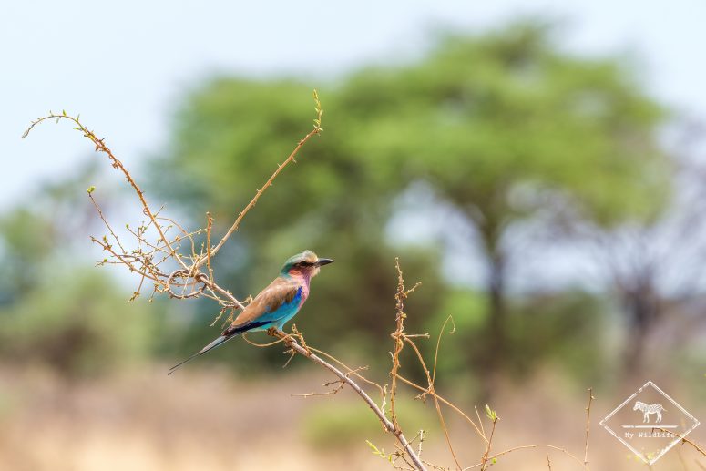 Rollier à longs brins, Parc national Meru