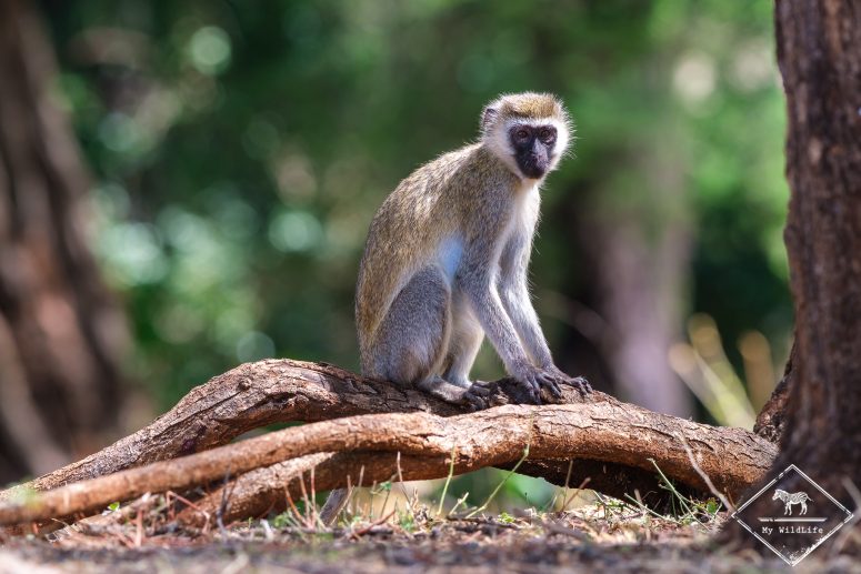 Vervet, Parc national Meru