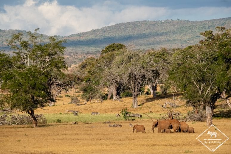 Taita Hills Sanctuary, éléphants