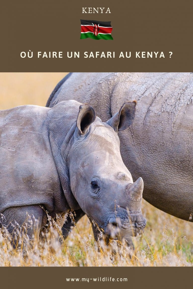 Où faire un safari au Kenya ?