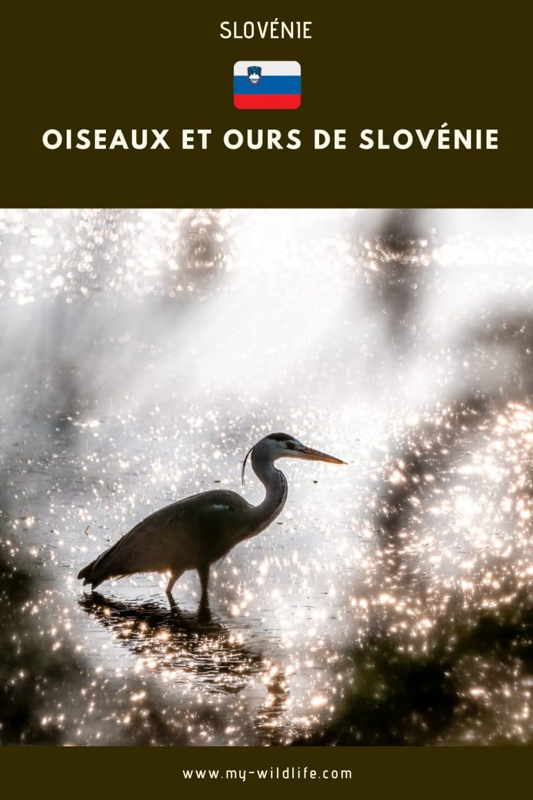 Ours et oiseaux de Slovénie