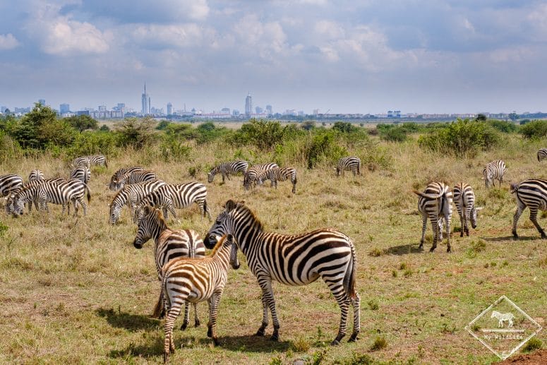 Parc national nairobi, zèbres des plaines