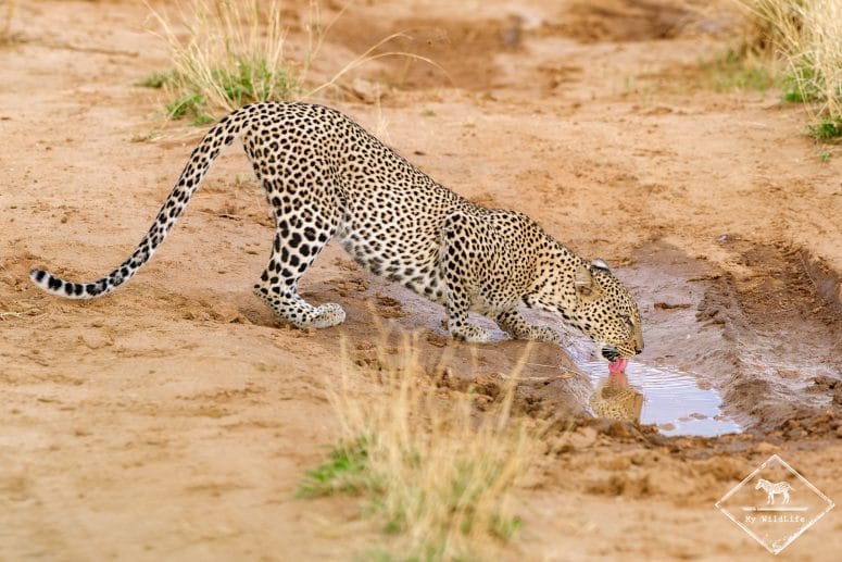 Réserve nationale de Samburu, léopard