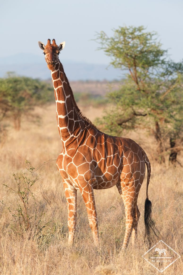 Girafe réticulée, parc national Meru
