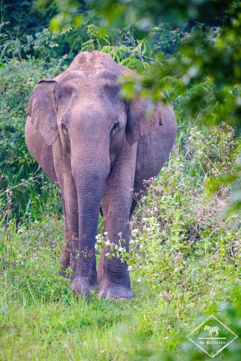 Eléphant d'Asie, parc national Maduru Oya