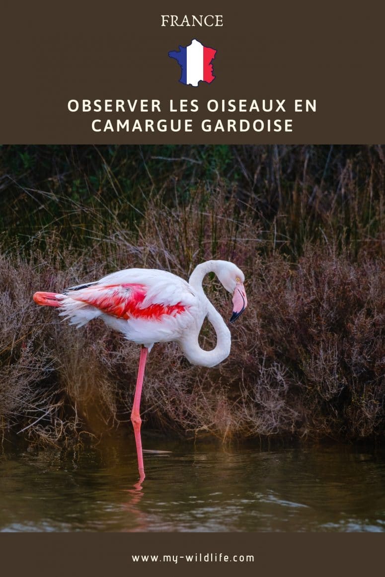 Observer les oiseaux en Camargue Gardoise
