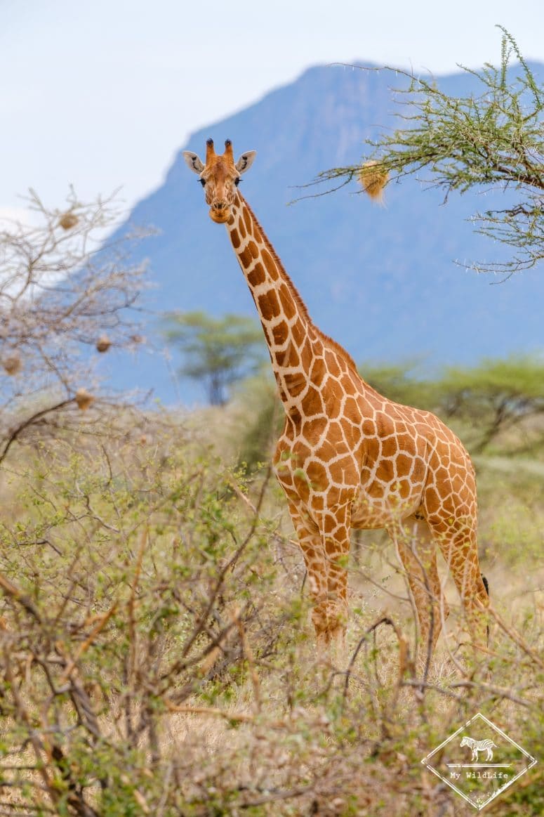 Girafe réticulée, réserve nationale de Shaba
