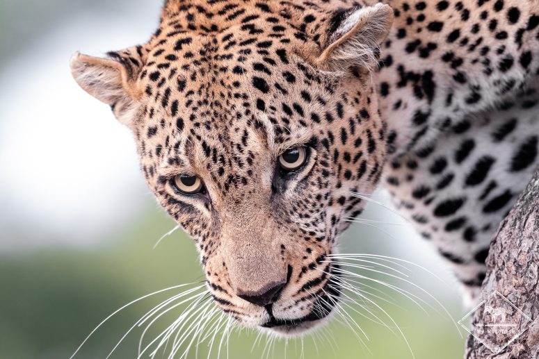 Safari dans la réserve privée de Timbavati