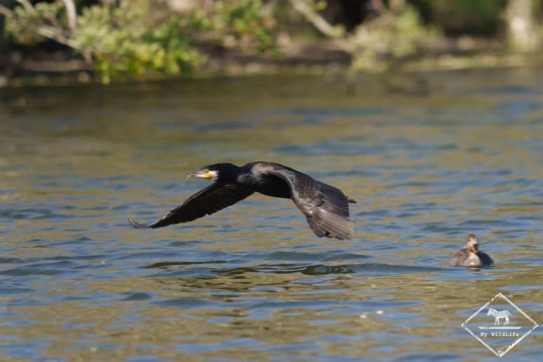 Grand cormoran, parc du Marquenterre