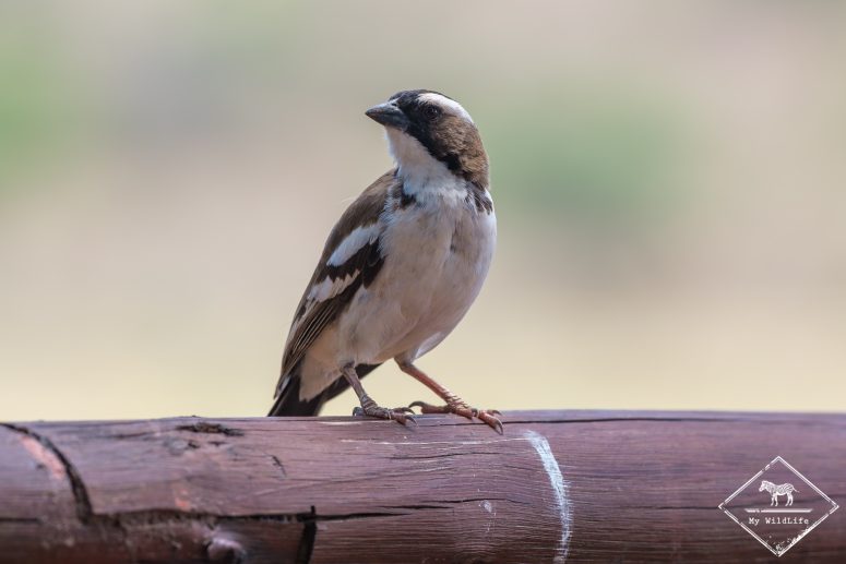Mahali à sourcils blancs, Samburu
