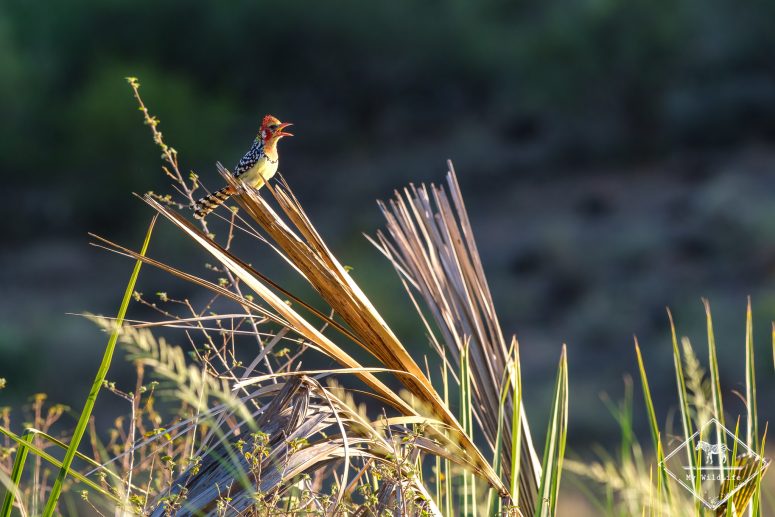 Barbican à tête rouge