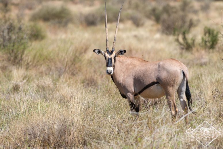 Oryx Beisa