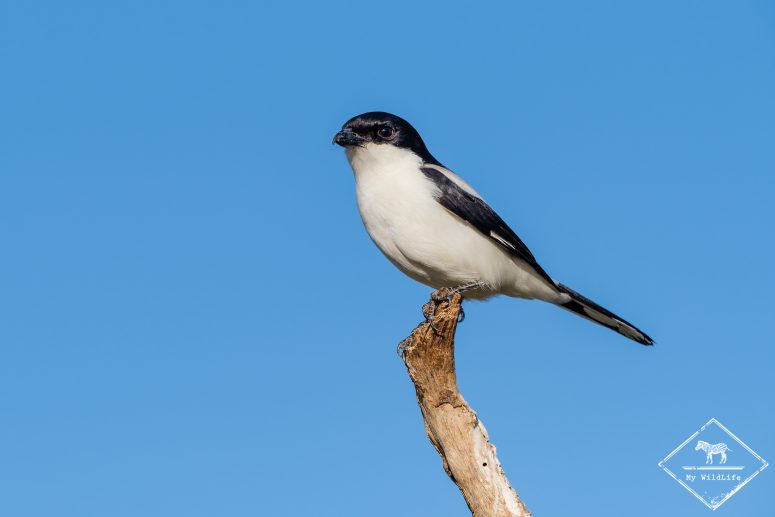 Pie-grièche des Teita, Samburu