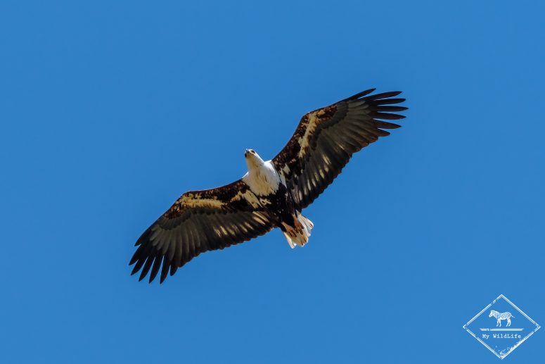 Pygargue vocifer, Samburu