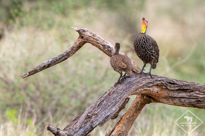 Francolin à cou jaune, Samburu