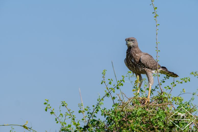Autour à ailes grises juvénile, Samburu