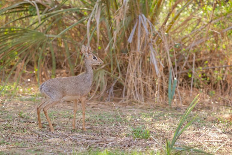 Dik-dik, Samburu