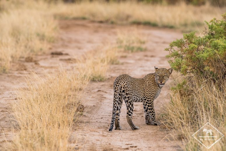 Léopard, Samburu