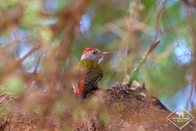 Pic Goertan, Samburu