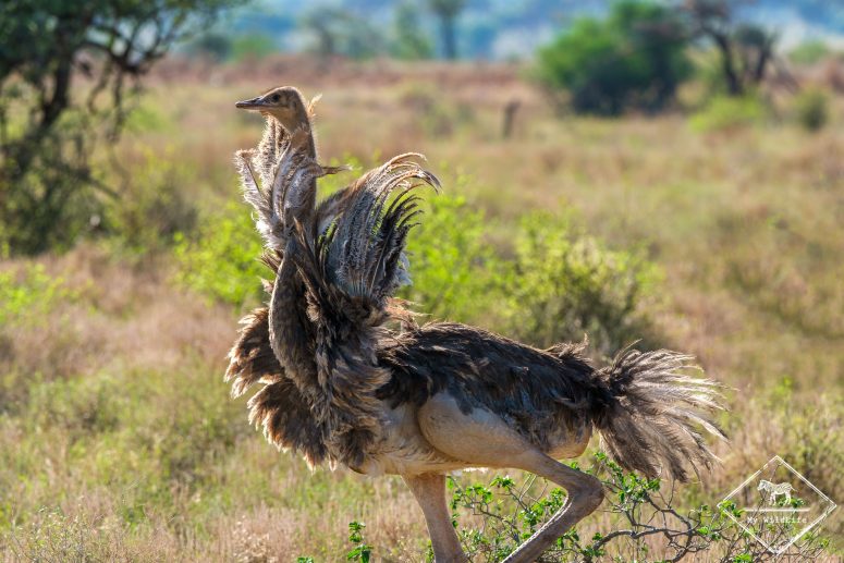 Autruche de Somalie, Samburu