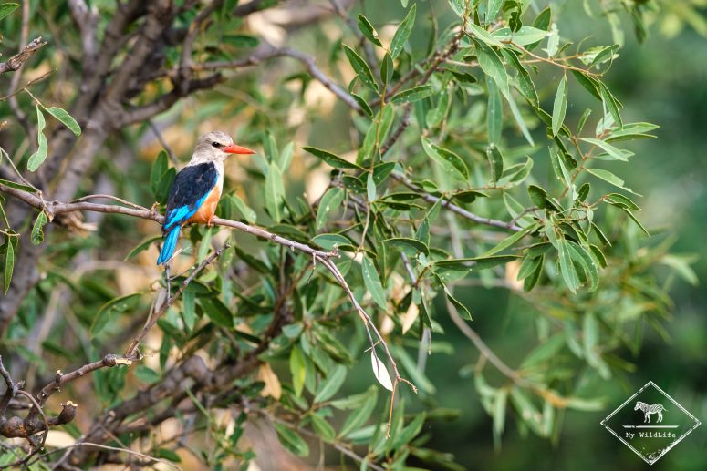 Martin-chasseur à tête brune, Samburu