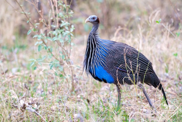 Pintade vulturine, Samburu