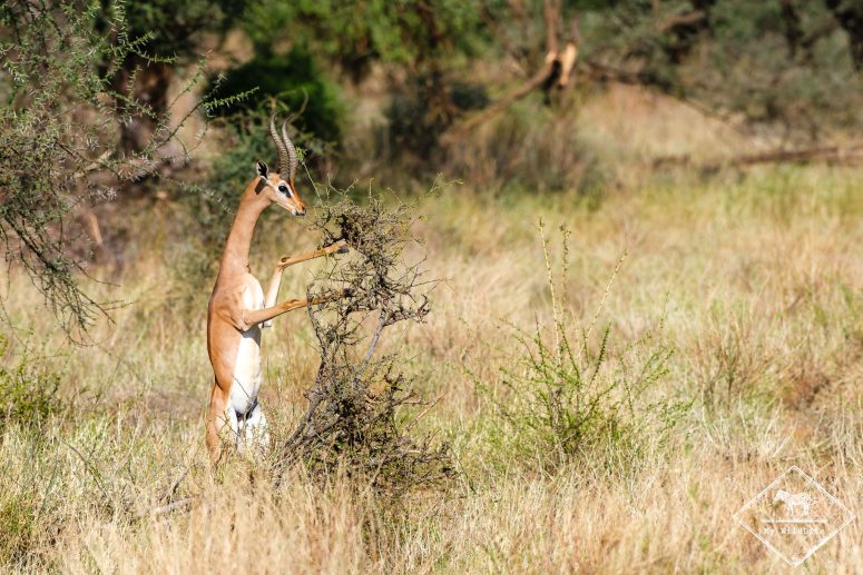 Gérénuk, Samburu