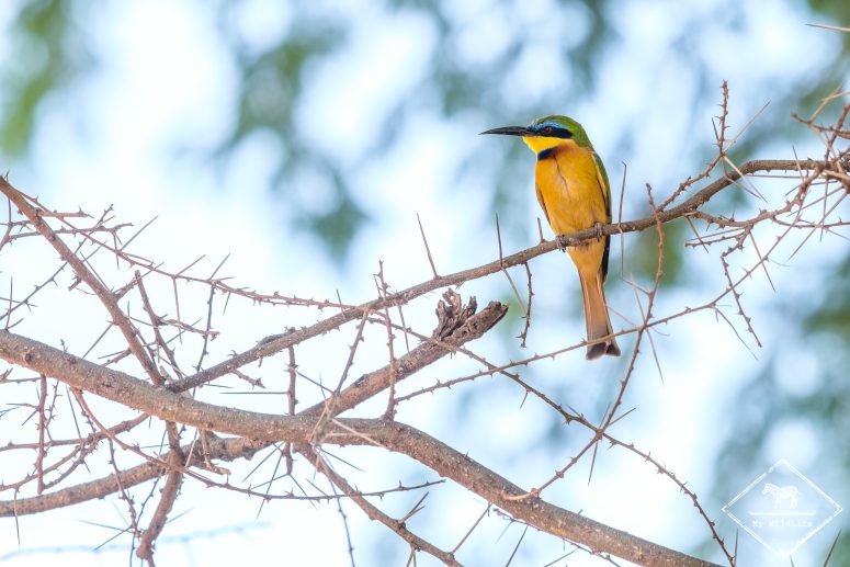 Guêpier nain, Samburu