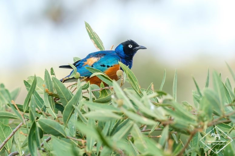 Choucador superbe, Samburu