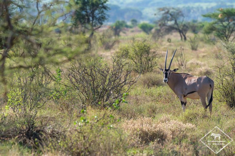 Oryx Beisa, Samburu