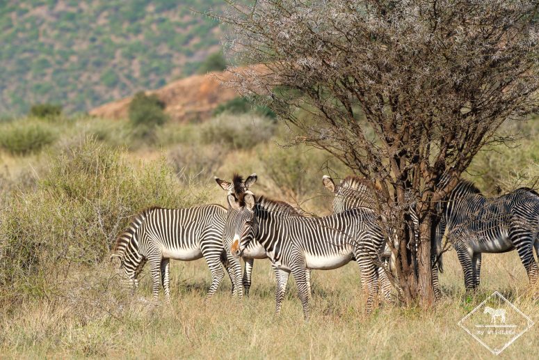 Zèbre de Grévy, Samburu
